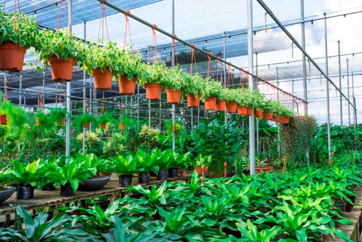 Nielsen's Native Nursery